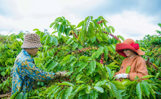 Không thể mãi xuất khẩu cà phê thô