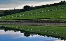 Việt hóa trà Ô long và nâng tầm ra thế giới 