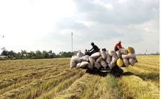 Giá xăng dầu điều chỉnh nhưng nhiều dịch vụ lại không giảm tương ứng