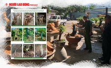 Gỡ nút thắt những điểm gây tranh luận vụ 42 gốc mai vàng “không giấy tờ” ở Côn Đảo