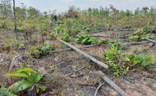 Phản hồi: Khẩn trương điều tra, xử lý vụ phá rừng tại Gia Lai