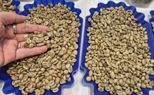 Giá cà phê hôm nay 21-4: Robusta bật tăng 3 con số