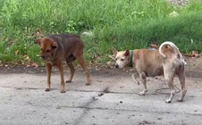 Chủ quán thịt cầy bất ngờ sợ nước, sợ gió rồi tử vong do bệnh dại