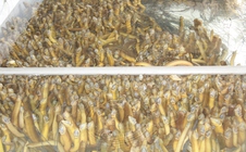 Hình ảnh hàng chục ngàn con lươn quá lứa, chưa được tiêu thụ ở Cần Thơ