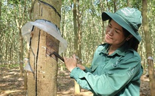 Tích cực chăm lo, xây dựng văn hóa an toàn lao động