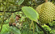 Giá sầu riêng có nơi chỉ còn 25.000 đồng/kg