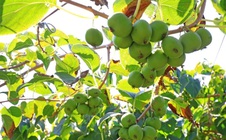 Loài cây dại ở châu Á có thể là khắc tinh của ung thư phổi