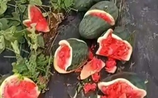 Ruộng dưa hấu sắp thu hoạch của người nông dân nghèo bị kẻ xấu phá nát