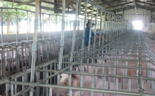 Giá heo hơi hôm nay, 13-5: Miền Bắc tăng tới 8.000 đồng/kg sau một tuần