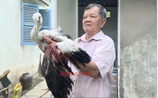 Vườn chim của lão nông 80 tuổi trước nguy cơ "xoá sổ", Chủ tịch UBND tỉnh Vĩnh Long chỉ đạo