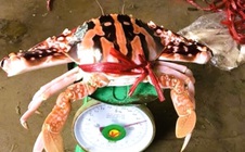 Ghẹ đỏ là hải sản gì mà có giá tới 1,7 triệu đồng/kg ở Sầm Sơn