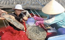 Mời bạn đọc tham gia Cuộc thi tìm hiểu ngành nghề nông thôn và bảo vệ môi trường nông thôn TPHCM