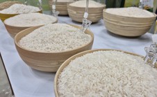Bỏ giấy phép xuất khẩu gạo: Gỡ rào cản hay tạo cạnh tranh lệch chuẩn?