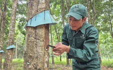 Thu nhập cao từ nghề cao su