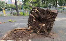Cây phượng bật gốc ngã trong công viên ở trung tâm TPHCM