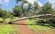 Đang trú mưa tại chòi bạt, người đàn ông bị cây điều đổ đè tử vong