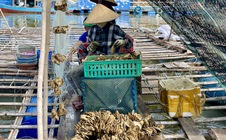 Hàu Thái Bình Dương mở lối "nuôi biển" bền vững