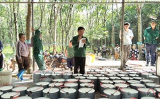 Từ vườn cao su đến bằng khen của Thủ tướng
