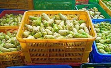 Đánh thức giá trị trái nhàu Việt