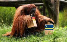 Voi so tài đười ươi "tiên tri" trận Đức – Ecuador
