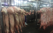 Giá heo hơi hôm nay, 30-6: Chợ đầu mối tiếp tục điều chỉnh giảm
