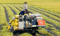 Lấy doanh nghiệp làm "đầu tàu" nông nghiệp