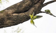 Xúc động tình mẫu tử của loài chim vẹt đuôi dài