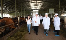 Thứ trưởng Hà Lan thăm dự án phát triển vùng chăn nuôi bò sữa tại Hà Nam Thứ trưởng Hà Lan thăm dự án phát triển vùng chăn nuôi bò sữa tại Hà Nam
