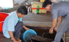 Chuyện con cá kêu "éc éc" ở Phú Tân - An Giang