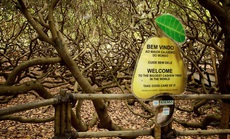 Cây đào lộn hột lớn nhất thế giới