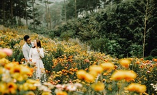 Cảnh sắc thần tiên ở rừng hoa bất tử tại Đà Lạt