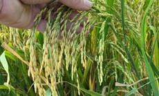 Nông dân thắng lớn nhờ canh tác lúa thông minh