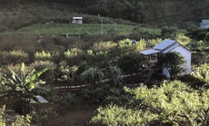 Xây nhà sống giữa vườn mận vì mắc kẹt ở Mộc Châu