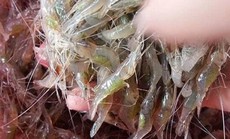 Ruốc đồng mùa nước khuyết