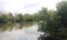 Giữ khu rừng ngập mặn giữa lòng Phan Thiết