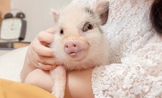 Chuỗi cà phê heo cưng ở Nhật