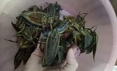 Loại côn trùng giống gián bán 3,5 triệu/kg, nhà giàu mua về hưởng thơm