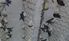 Nghề nuôi yến dần mất giá