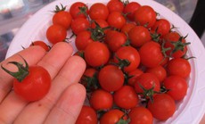 Ngỡ ngàng với loại "cà chua Lâm Đồng" giá nửa triệu đồng/kg