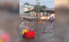 Xe tải lật, 3 tấn cá rô nằm kín mặt đường