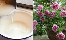 Ai cũng đổ nước vo gạo vì không biết 8 công dụng kỳ diệu này