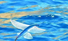 Mùa cá chuồn bay