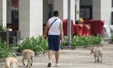 Nỗi khổ sống gần nhà nuôi chó