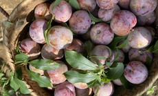 Đến lượt mận hậu, xoài tròn Yên Châu… lên sàn bán lẻ trực tuyến