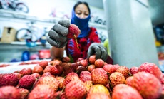 CLIP: Xuyên đêm đóng gói vải đưa sang Trung Quốc tiêu thụ