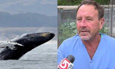 Mỹ: 30 giây kinh hoàng của ngư dân rơi vào miệng cá voi