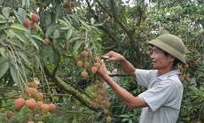 Cục Quản lý thị trường Đắk Lắk bán giúp 140 tấn vải thiều Bắc Giang