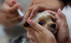 Mỹ cấm nhập cảnh chó đến từ hơn 100 nước