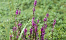 Tâm sự trai thẳng ngã vào tình một đêm với đàn ông