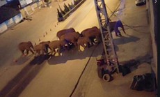 Đàn voi lang thang tàn phá và uống rượu say gây thiệt hại hơn 1 triệu USD